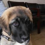 Maxwell Lee or Max for short - @my_big_dog_max - Instagram