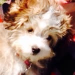 Maxwell Scooter Skinner - @little_doggy89 - Instagram
