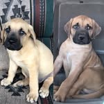 Maxwell and my son Ozzy  and of course Tucker. - @franklinthemastiff2022 - Instagram