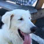 Maxwell Weaver - @maxthekuvasz - Instagram