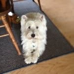 Maxwell E. Weber - @maxthewestie_ - Instagram
