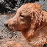 🐾Maxx&Bella Calmon - @maxx.bellacalmon - Instagram