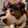 Maxx&Bells - @maxx.n.bells - TikTok