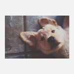 梅小帅 - @may__bryant - Instagram