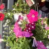 conniemaybudd - @conniemaybudd - TikTok