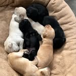 Li Ly - @lilypuppyand_may_buddy - Instagram