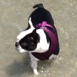 Maggie May Chambers - @maggiedog_00 - Instagram