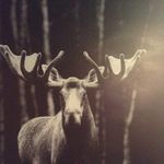 Maisey cobb - @maycobb1821 - Instagram