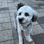 may gray t poodle - @may_gray_t_poodle - Instagram