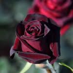 نور عمر - @mayhalabi12 - Instagram