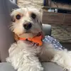 Maylo 🐾❤️ - @maylo.9 - TikTok