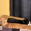 Mary Mcleod - @mary.mcleod4 - TikTok