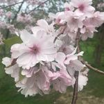 May - @_maypritchard - Instagram