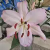 lillymaysutton - @lillymaysutton - TikTok