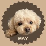 MAYA - @may_toy_poodle - Instagram