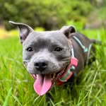 M A Y A   B L U E - @mayablue.staffy - Instagram