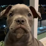 Maya Blue Bully - @mayablue.bully - Instagram