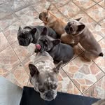 Maya, Blue, Theo, Olívia, Isa & Zoe - @mmayaeblue - Instagram