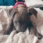 Maya💖🐾 - @maya.blue.staff - Instagram