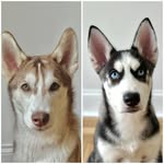 Maya&Blue 🐾 - @blue_maya_ - Instagram