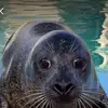 Maya Castro - @mangotheseal - TikTok