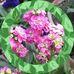 Maya Chatterjee - Facebook