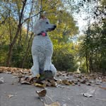 Maya Cortez - @mayapoodle_and_sisters - Instagram