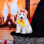 Oiee meu nome é Maya♡ - @maya_cortez_dog - Instagram