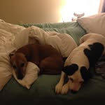 @maya.and.dudley - Instagram