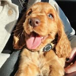 Maya Simbawood Ellis - @mayasimbawood - Instagram