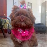 Maya Fleming🐶🫶🏼 - @mayafleming.shihtzu - Instagram