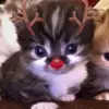🕷️🕸️maya goldman🕸️🕷️ - @maya.goldman0 - TikTok