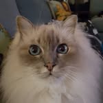 Maya the Birman - @mayahaase2007 - Instagram