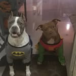 Maya  Haley pitbulls - @mayaandhaley - Instagram