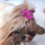 🐾Maya Haley🌸🌸 - @maya.shitzu0609 - Instagram