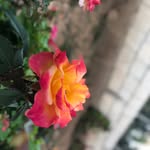 Maya Hashem - @mayahashem3 - Instagram