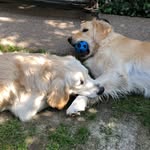 Jack & Maya 🐾 - @maya.jack.thegoldenpuppy - Instagram