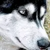 Jack and Maya 🐕 - @jack_maya0 - TikTok