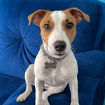 Maya Jack Russell MX - @maya.jackrussellgdl - Instagram