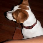 Maya - @maya_jack_russell_chile - Instagram