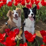 MAYAとLENNON - @bordercollie__mayalennon - Instagram