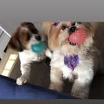 𝙼𝚊𝚢𝚊 & 𝙻𝚞𝚔𝚎 🐶 - @mayi.nha - Instagram
