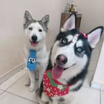 Luke & Maya 🐾 - @maya.e.luke - Instagram