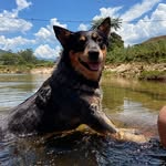 Maya & Luke - @maya_luke.dogs - Instagram