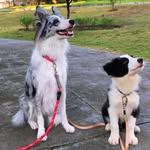 Maya & Luke - @mayaelukebordercollie - Instagram