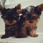 Maya 🐶 Luke - @yorkshireluke.maya - Instagram