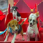 Maya & Luke & Caju & Kira & Luna & Link & Castanha - @maya_furacao_ - Instagram