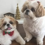 Maya&Luke - @mayaelukeshihtzu - Instagram