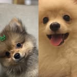 SPITZ LUKE & MAYA - @luke_maya_ - Instagram