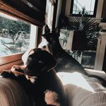 𝕄𝕒𝕝𝕔𝕠𝕝𝕞 𝕒𝕟𝕕 𝕄𝕒𝕪𝕒🐾♡︎ - @malcolm_and_maya - Instagram